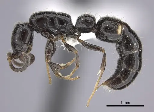 Tanipone subpilosa specimen CASENT0410477 image casent0410477_4