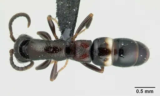 Tanipone varia specimen CASENT0002488 image casent0002488_1