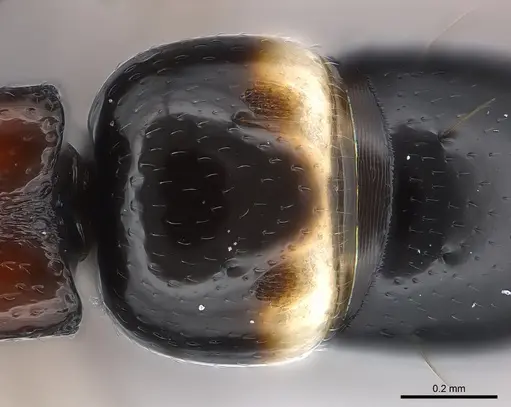 Tanipone varia specimen CASENT0002488 image casent0002488_2