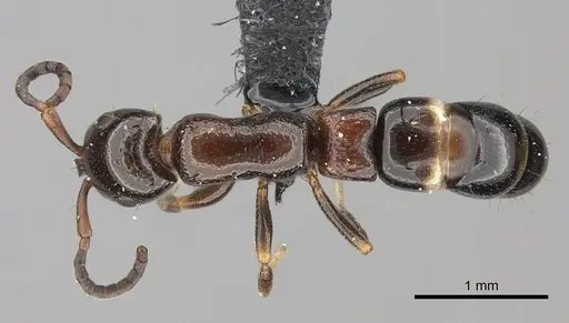 Tanipone varia specimen CASENT0021184 image casent0021184_1