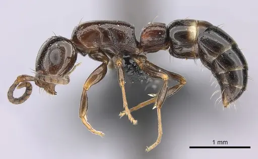 Tanipone varia specimen CASENT0021184 image casent0021184_4