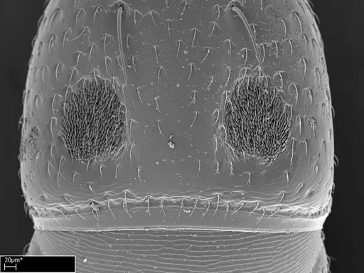 Tanipone zona specimen CASENT0010023 image casent0010023_2