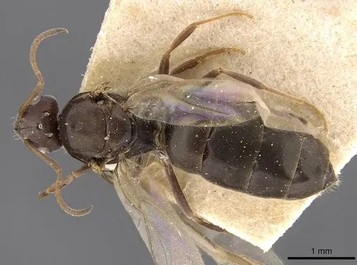 Tapinolepis bothae specimen CASENT0909839 image casent0909839_1