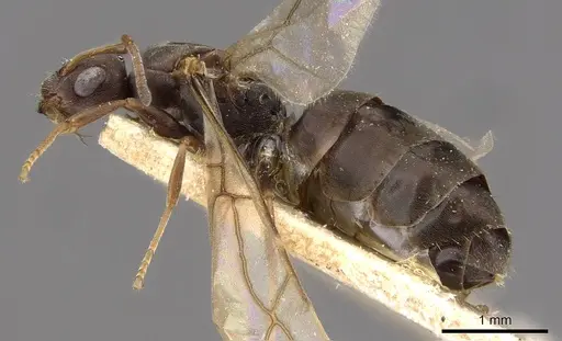 Tapinolepis bothae specimen CASENT0909839 image casent0909839_3