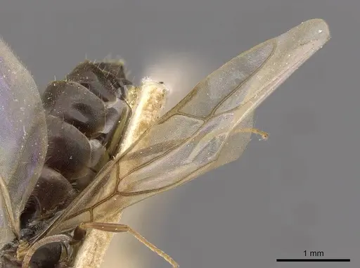 Tapinolepis bothae specimen CASENT0909839 image casent0909839_4