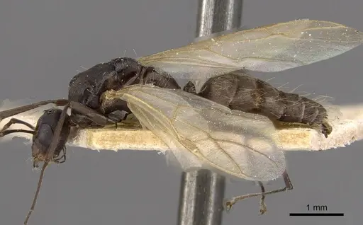 Tapinolepis bothae specimen CASENT0909840 image casent0909840_3
