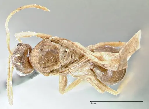 Tapinolepis bothae specimen FOCOL2734 image focol2734_1