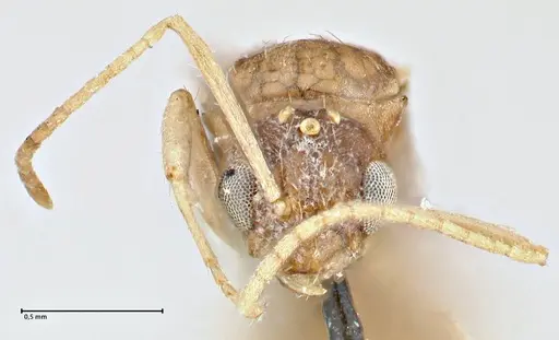 Tapinolepis bothae specimen FOCOL2734 image focol2734_2