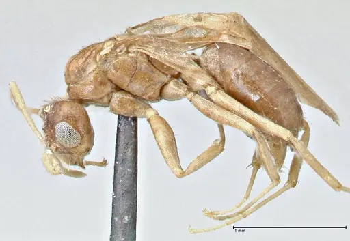 Tapinolepis bothae specimen FOCOL2734 image focol2734_3