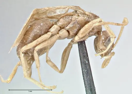 Tapinolepis bothae specimen FOCOL2734 image focol2734_4