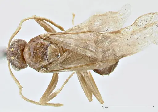 Tapinolepis bothae specimen FOCOL2735 image focol2735_1