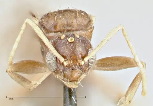 Tapinolepis bothae specimen FOCOL2735 image focol2735_2