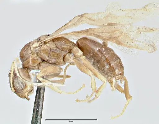 Tapinolepis bothae specimen FOCOL2735 image focol2735_3