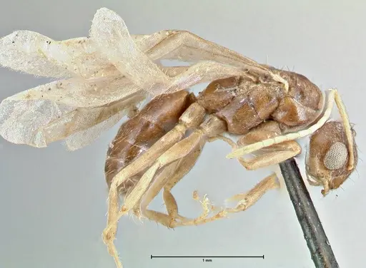 Tapinolepis bothae specimen FOCOL2735 image focol2735_4