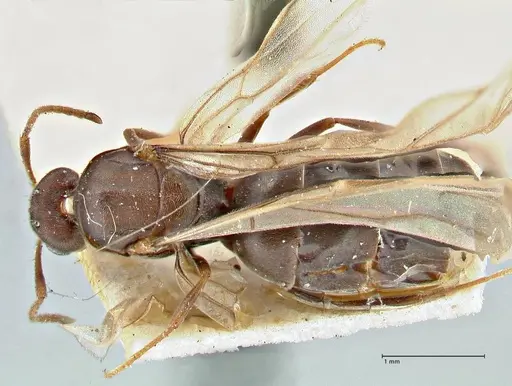 Tapinolepis bothae specimen FOCOL2895 image focol2895_1