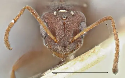 Tapinolepis bothae specimen FOCOL2895 image focol2895_2