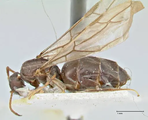 Tapinolepis bothae specimen FOCOL2895 image focol2895_3