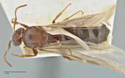 Tapinolepis bothae specimen FOCOL2896 image focol2896_1
