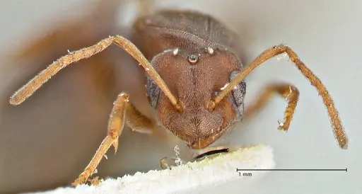 Tapinolepis bothae specimen FOCOL2896 image focol2896_2