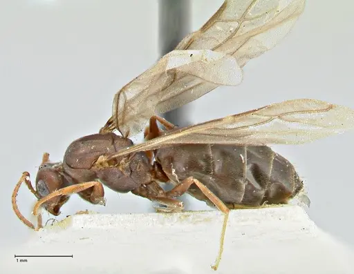 Tapinolepis bothae specimen FOCOL2896 image focol2896_3