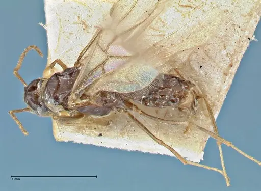 Tapinolepis bothae specimen FOCOL2897 image focol2897_1