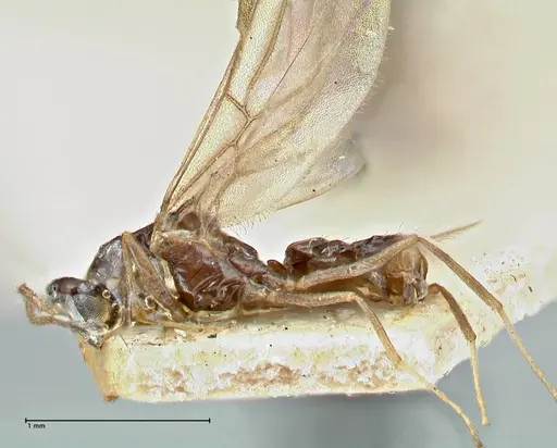 Tapinolepis bothae specimen FOCOL2897 image focol2897_3