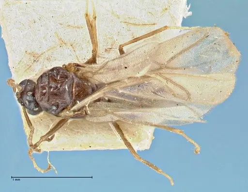 Tapinolepis bothae specimen FOCOL2898 image focol2898_1