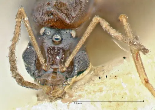 Tapinolepis bothae specimen FOCOL2898 image focol2898_2