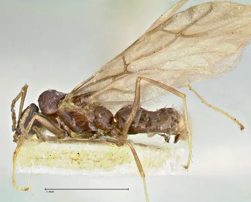 Tapinolepis bothae specimen FOCOL2898 image focol2898_3
