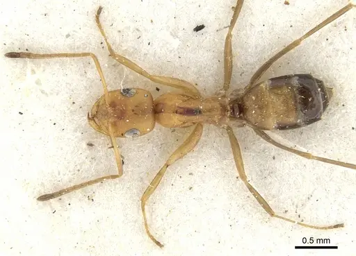 Tapinolepis deceptor specimen CASENT0903110 image casent0903110_2
