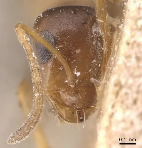 Tapinolepis decolor specimen CASENT0905138 image casent0905138_2