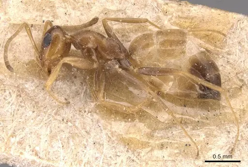 Tapinolepis decolor specimen CASENT0905138 image casent0905138_3