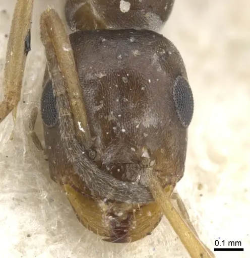 Tapinolepis litoralis specimen CASENT0903109 image casent0903109_2