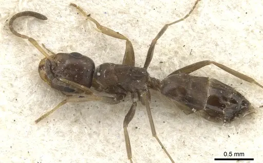 Tapinolepis litoralis specimen CASENT0903109 image casent0903109_3