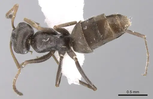 Tapinolepis longitarsis specimen CASENT0906441 image casent0906441_1