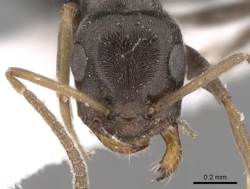 Tapinolepis longitarsis specimen CASENT0906441 image casent0906441_2