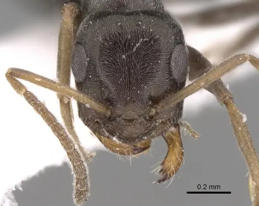 Tapinolepis longitarsis specimen CASENT0906441 image casent0906441_3