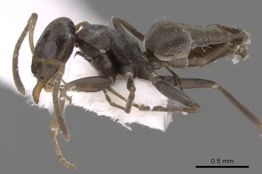Tapinolepis longitarsis specimen CASENT0906441 image casent0906441_4