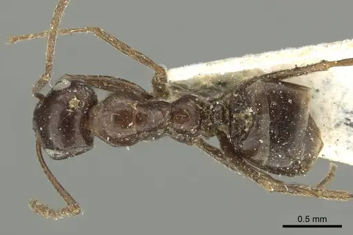 Tapinolepis mediterranea specimen CASENT0915743 image casent0915743_1