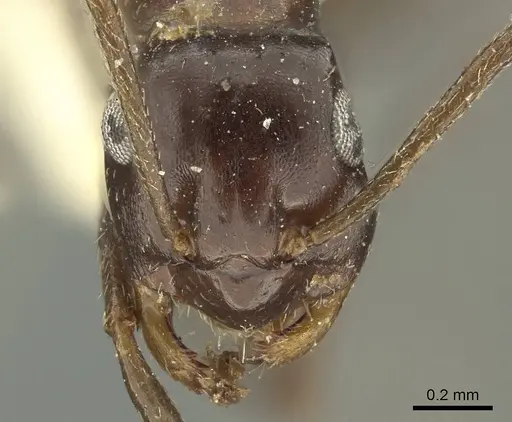Tapinolepis mediterranea specimen CASENT0915743 image casent0915743_2