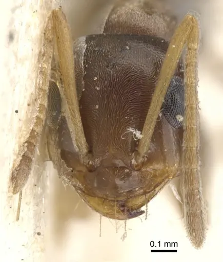 Tapinolepis melanaria specimen CASENT0903108 image casent0903108_2