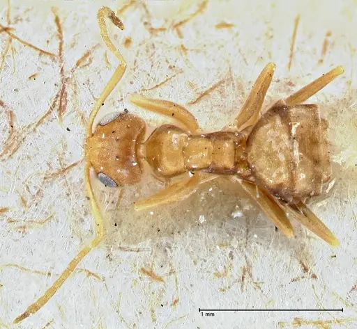 Tapinolepis pernix specimen FOCOL2894 image focol2894_1