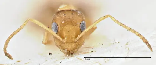Tapinolepis pernix specimen FOCOL2894 image focol2894_2