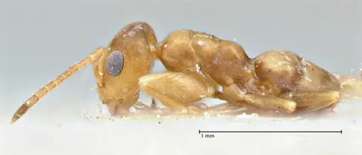 Tapinolepis pernix specimen FOCOL2894 image focol2894_3