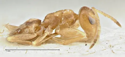 Tapinolepis pernix specimen FOCOL2894 image focol2894_4