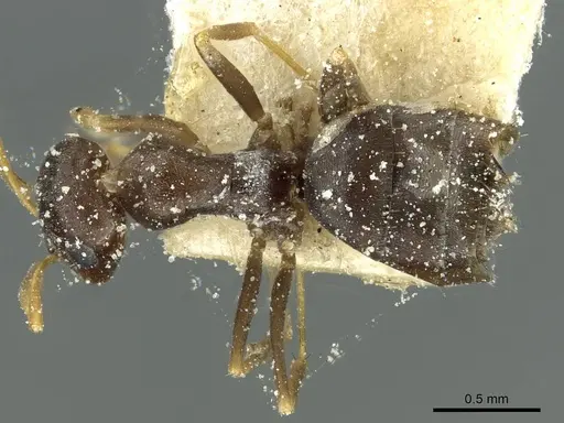 Tapinolepis simulans specimen CASENT0912357 image casent0912357_1