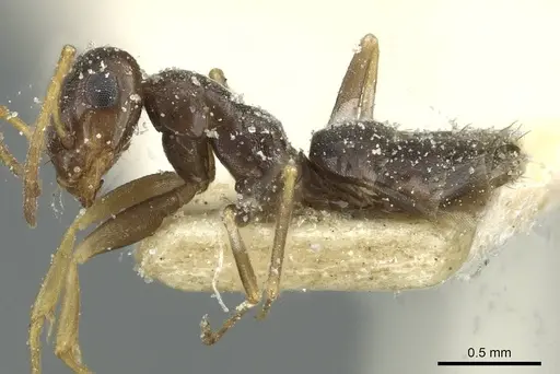 Tapinolepis simulans specimen CASENT0912357 image casent0912357_3