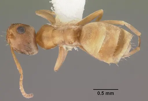 Tapinolepis trimenii specimen CASENT0102367 image casent0102367_1