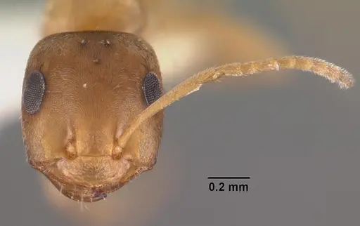 Tapinolepis trimenii specimen CASENT0102367 image casent0102367_2