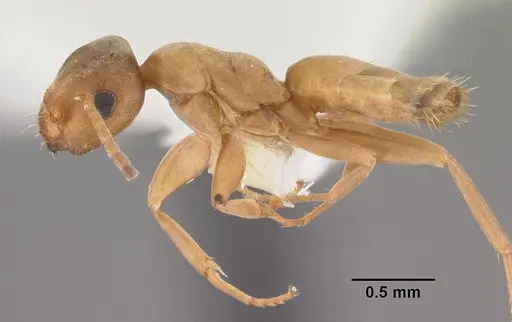Tapinolepis trimenii specimen CASENT0102367 image casent0102367_3